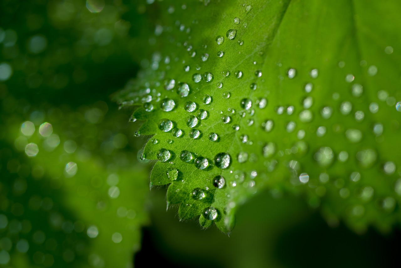 Planning Your Eco-Garden: Essential Steps